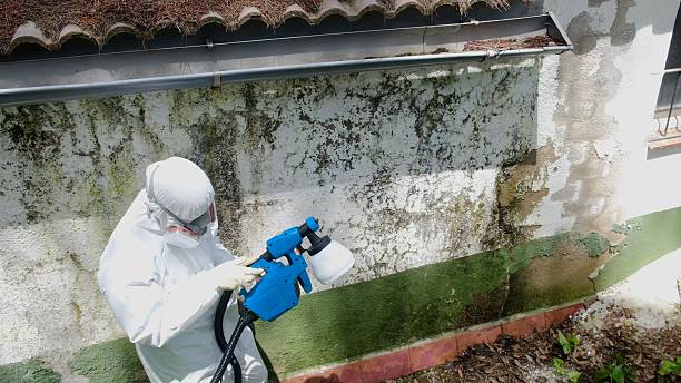 Mold Removal service in Springfield